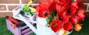 Sharon's Flowers logo
