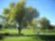 Oakland Country Club logo