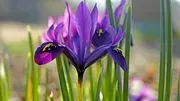 Chicago Botanic Garden image 2