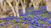 Chicago Botanic Garden image 3