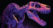 Burpee Museum of Natural History image 4