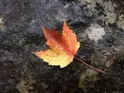 Rose Sheehan, Life-Cycle Celebrant image 4