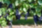 South Dominion Vineyard logo