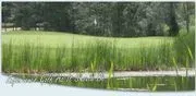 Holly Meadows Golf Course image 2