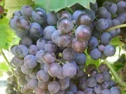 Next Chapter Winery image 2