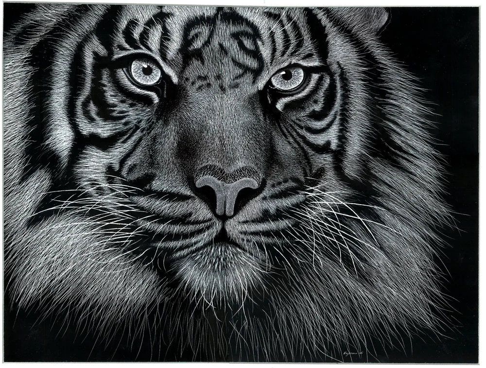 Tiger by Riley Adamson