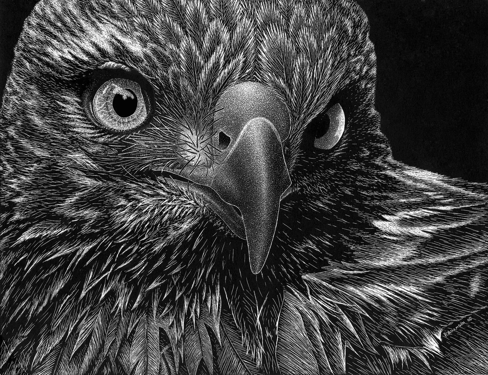 Hawk by Riley Adamson