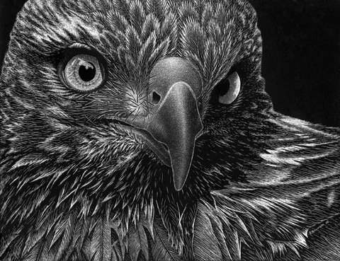 Hawk