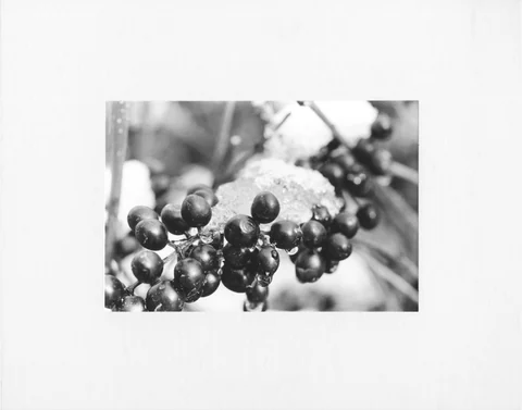 Berries by Riley Adamson