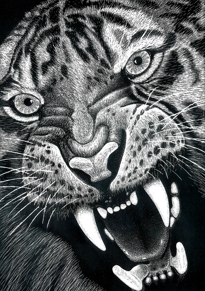 Tiger 2 by Riley Adamson