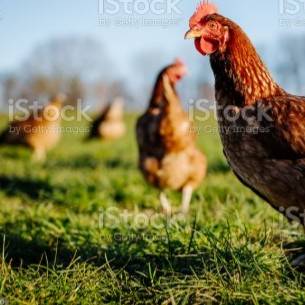 venna Reynolds's profile picture