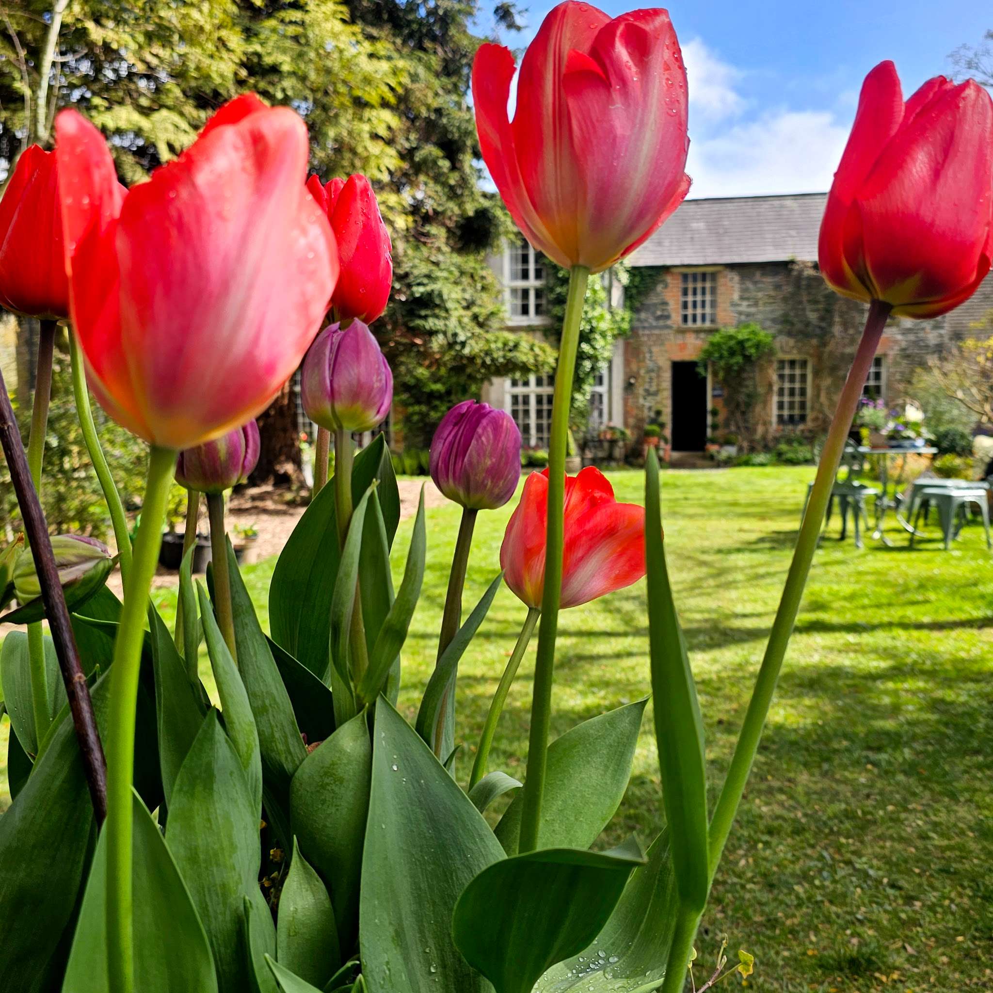 The Walled Garden, Helen's Bay