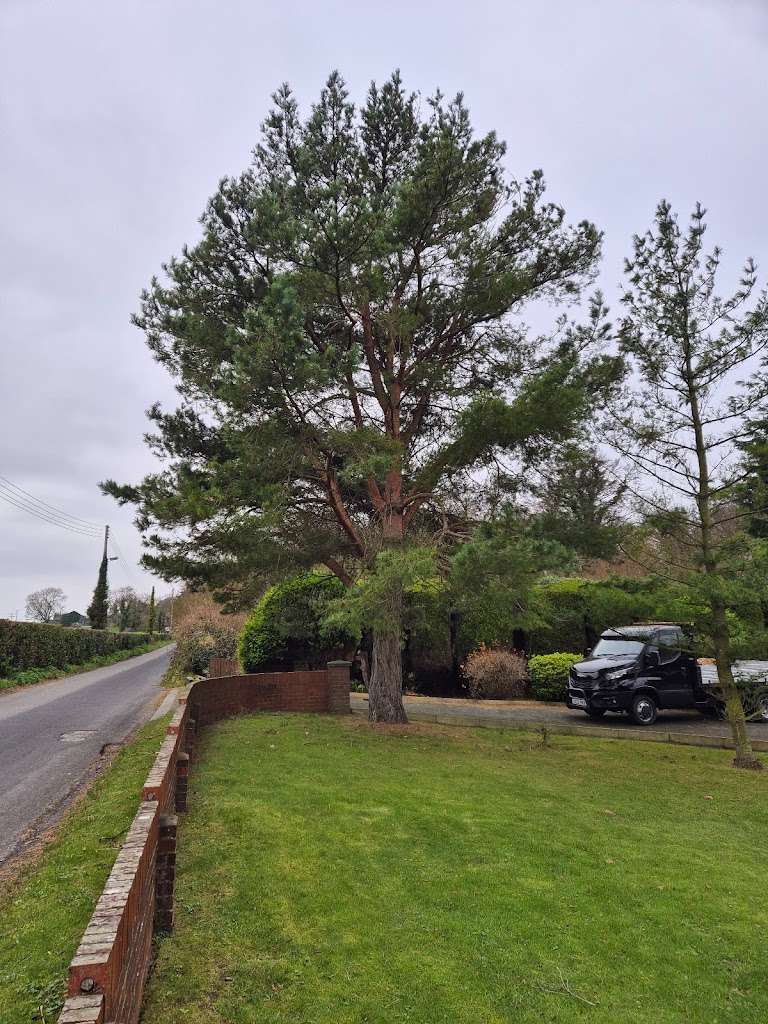 Urban Jungle Tree Surgeons