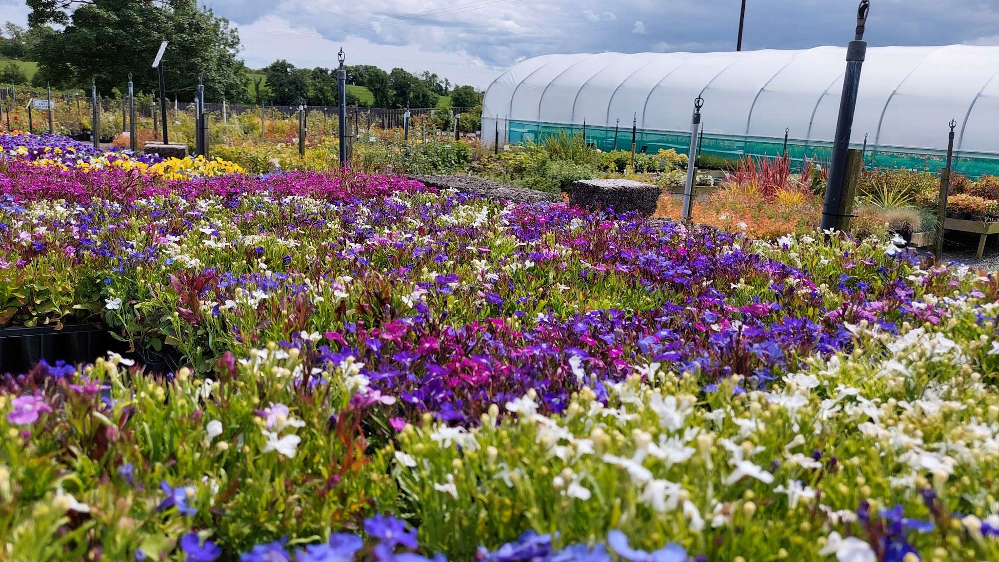 Braeside Nursery