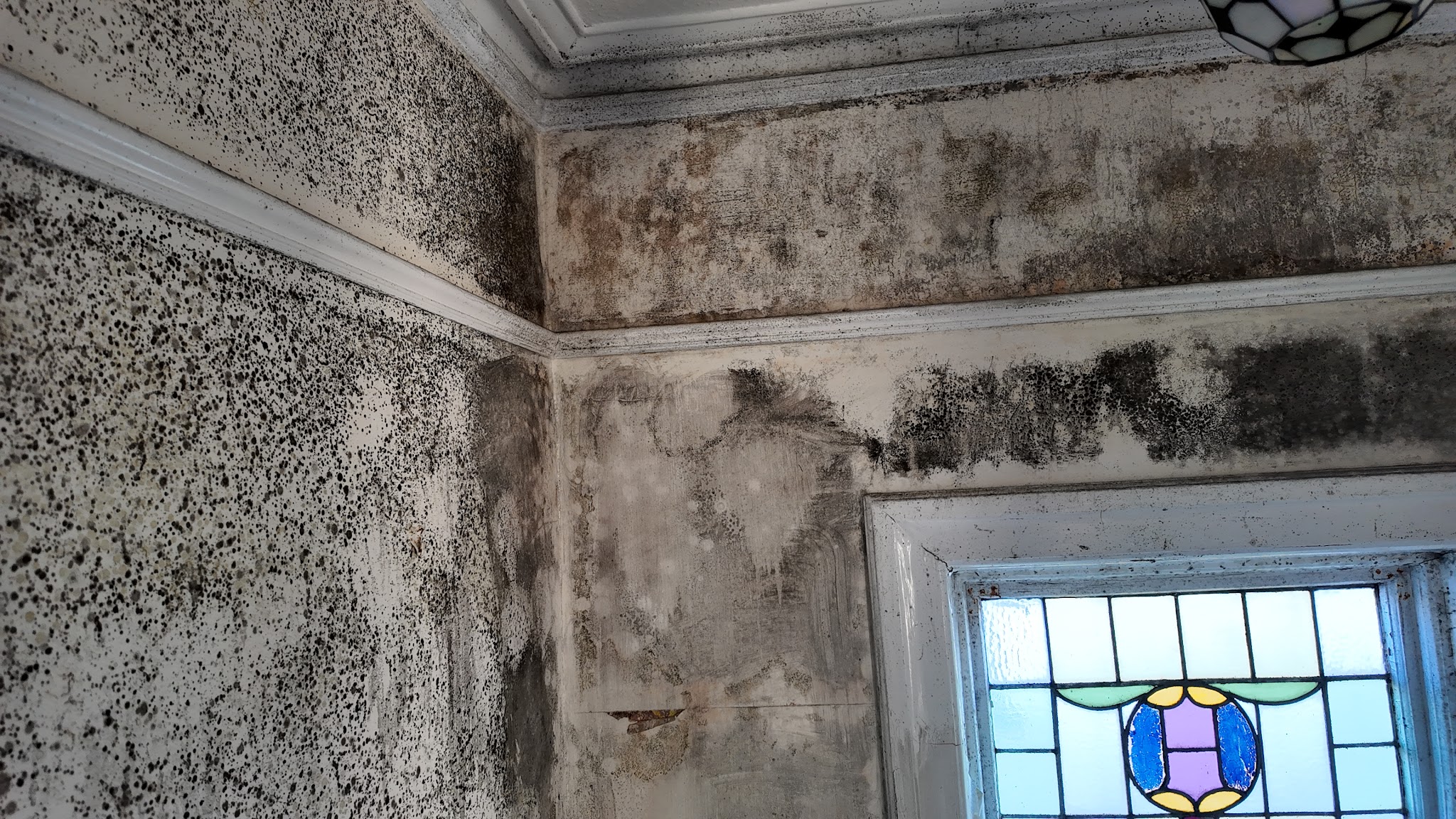 Mould Removal Services Ireland