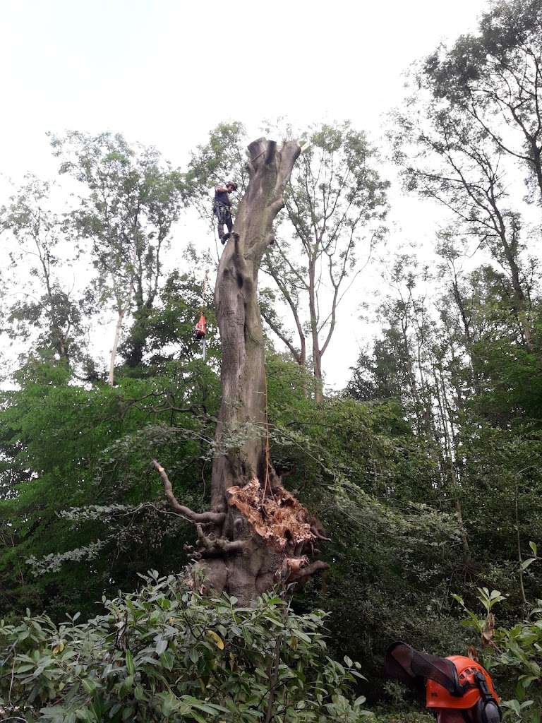 M.Large Tree Services Ltd