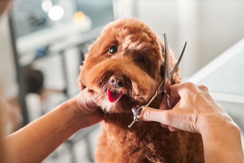 Premier Paws ltd