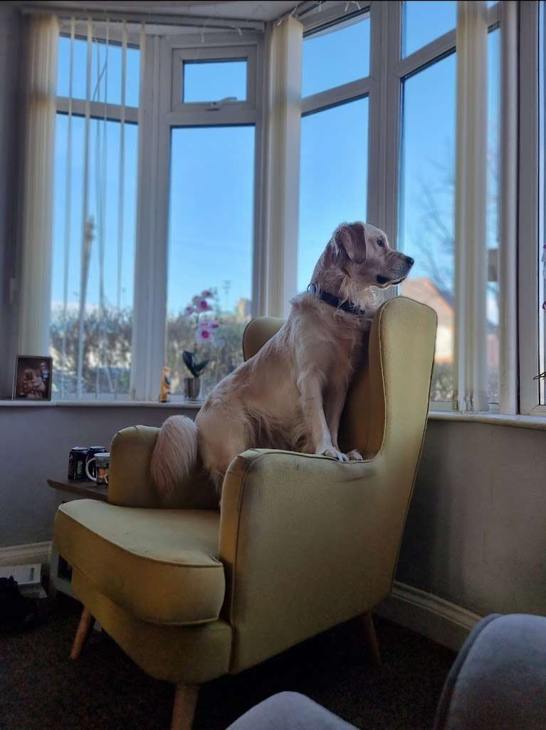 Dog Gone Walking NI