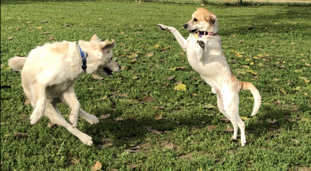 Ormeau Happy Pack Dog Walker