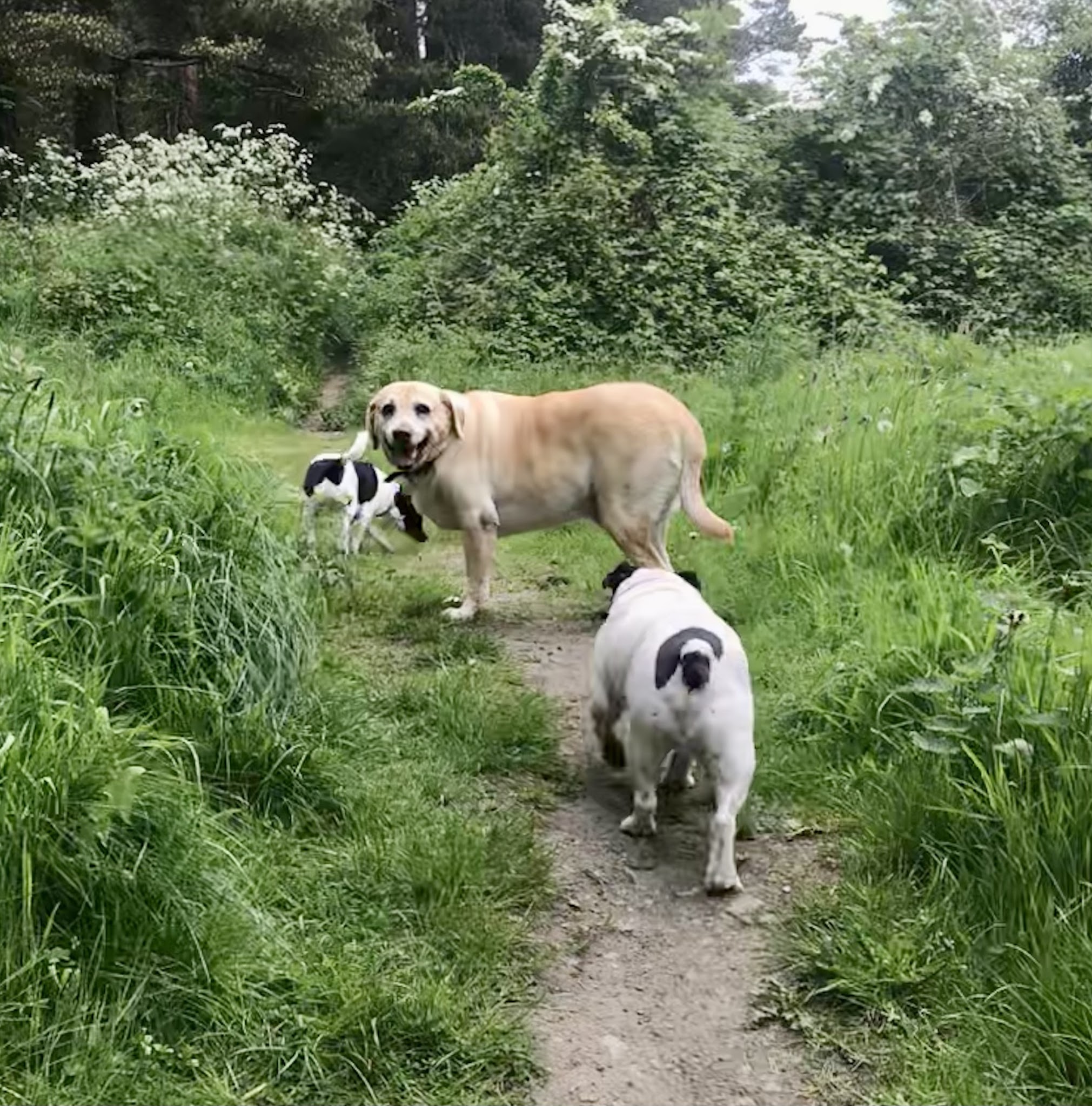 Walkies NI