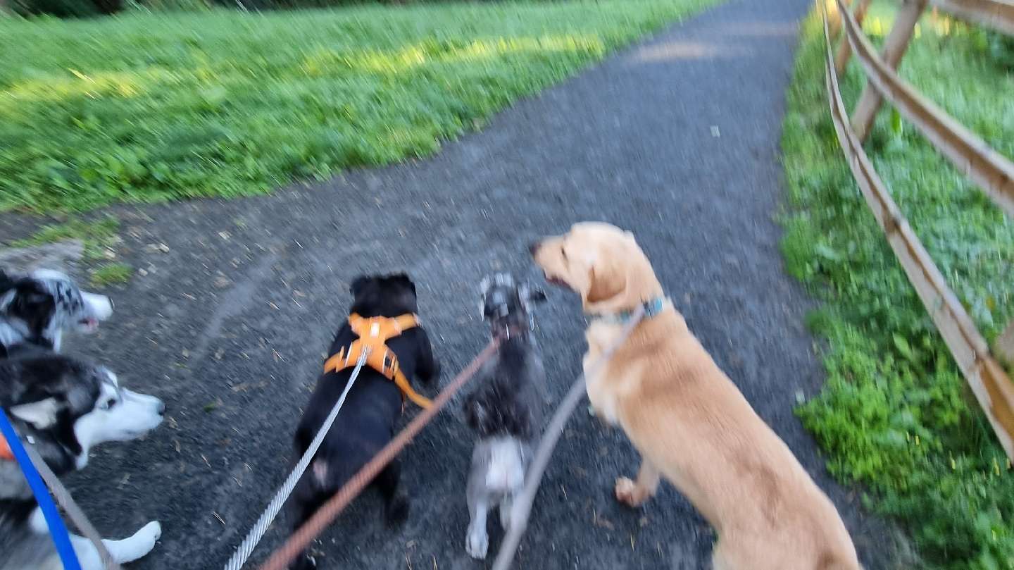 Clarke Canines
