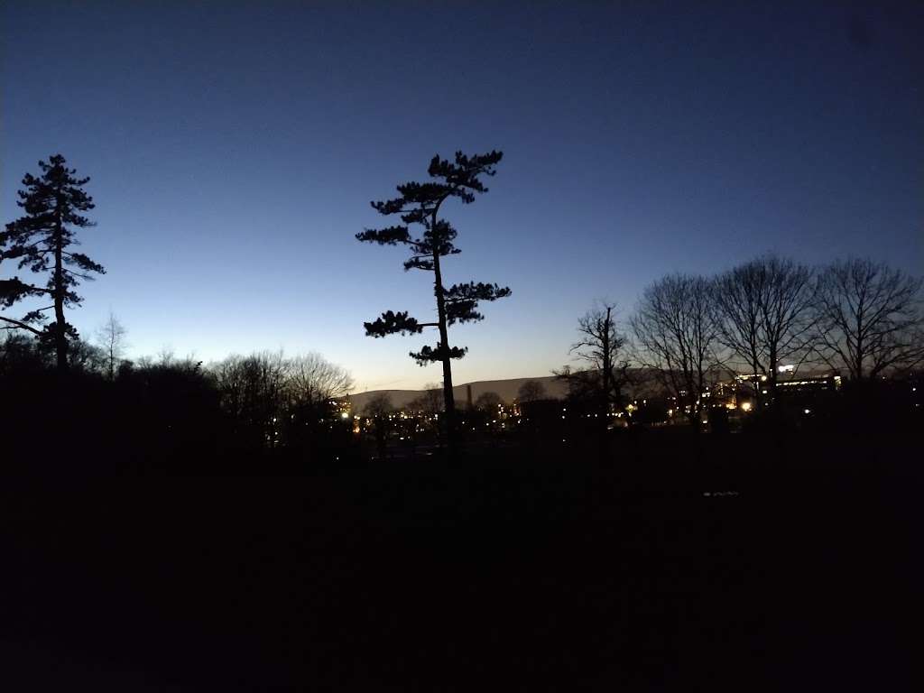 Belfast Tree Surgeon