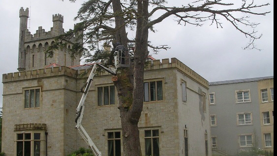 Northern Tree Services Ltd.