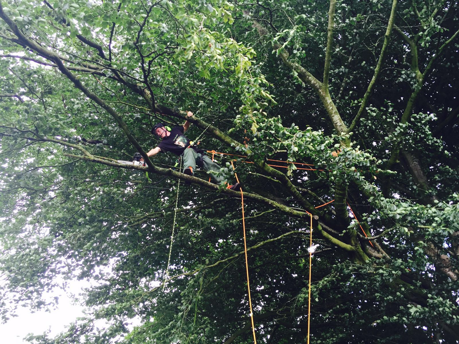 Urban Tree Services