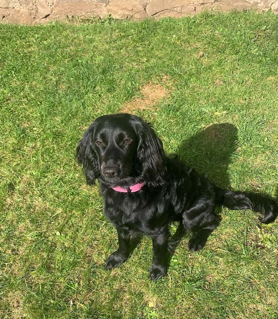 The Woofy Wash Company - Dog Grooming Parlour