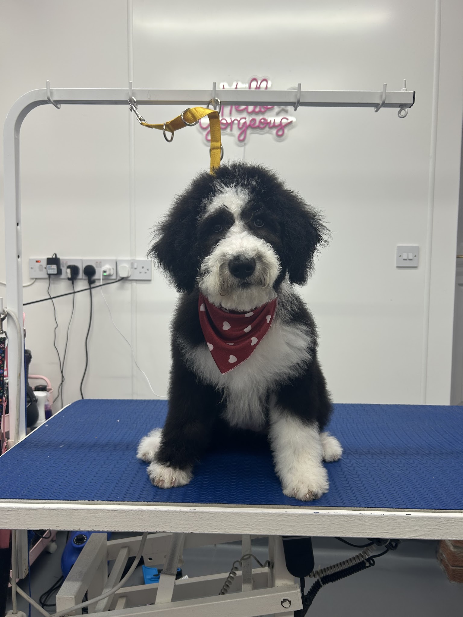 Daisy Ducks dog grooming
