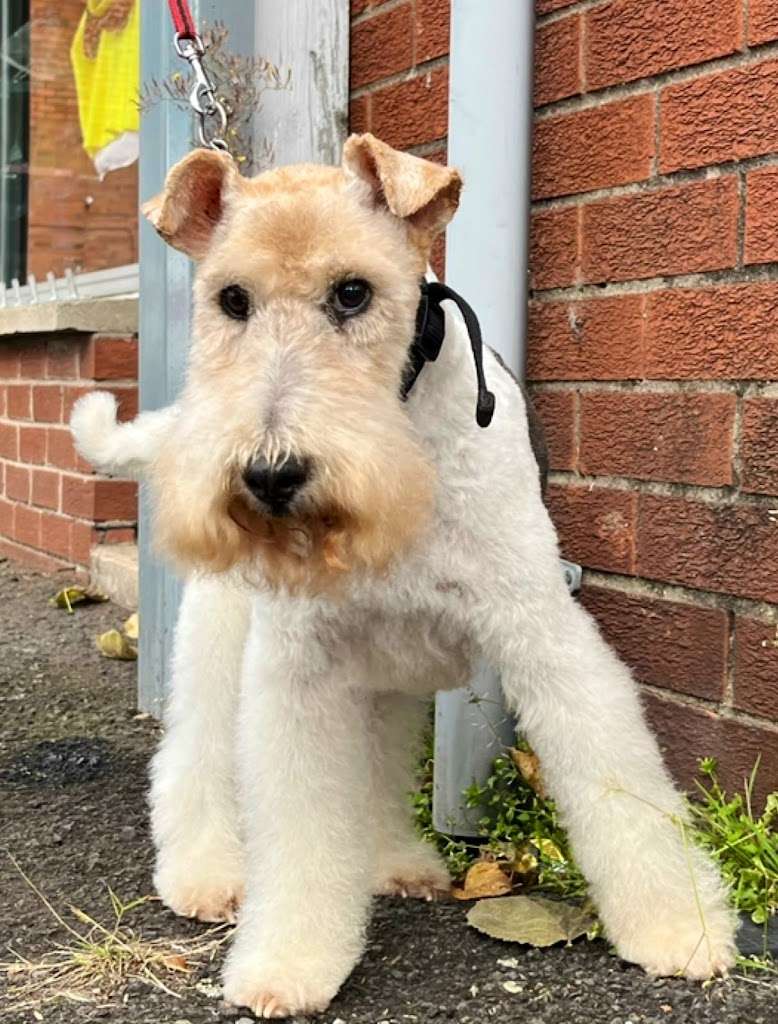 Deputy Dog Grooming