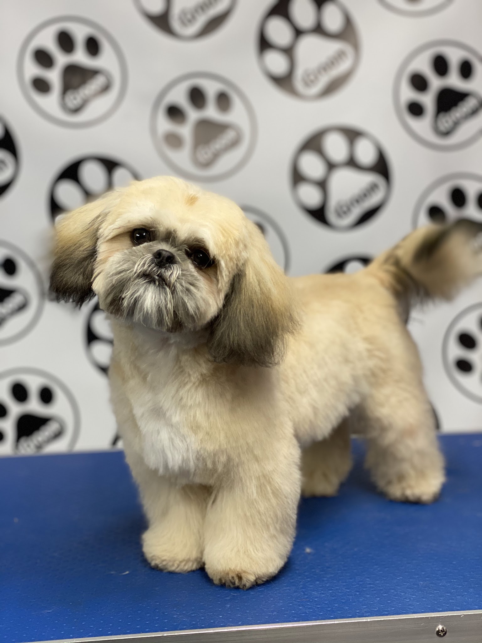 IGROOM DOG GROOMING BY LISA CURRAN SPRINGTOWN