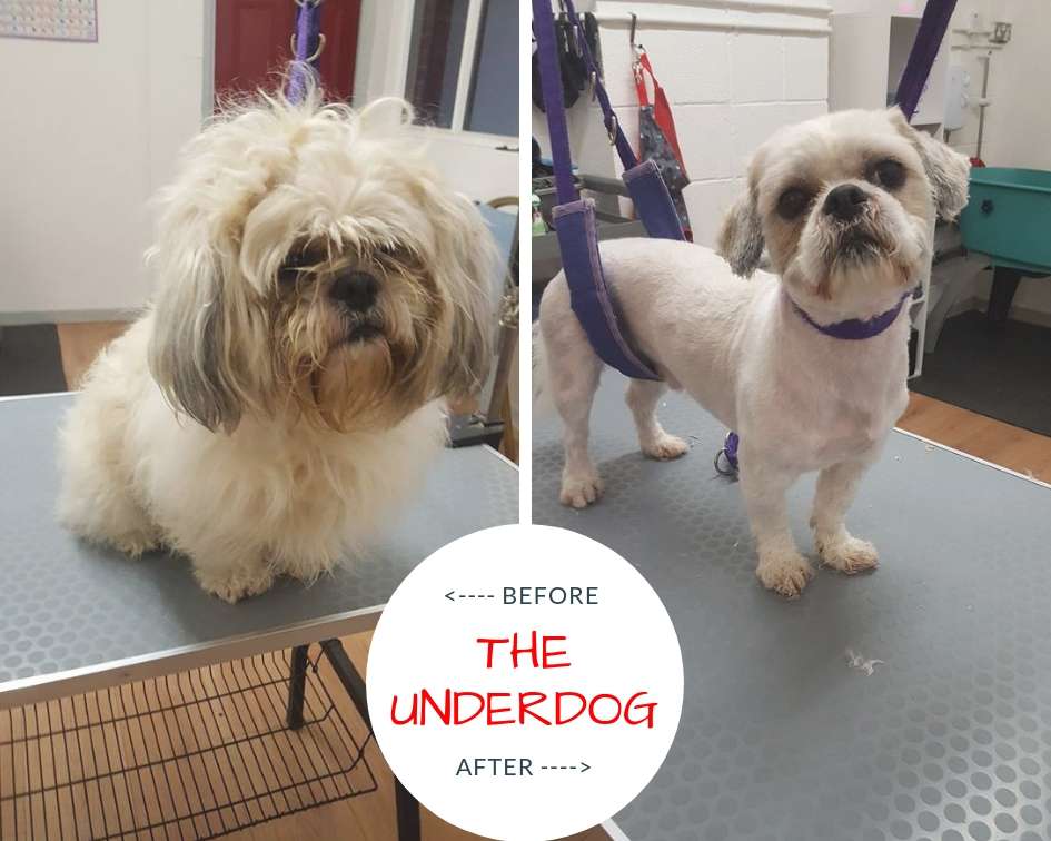 The Underdog - Professional Dog Groomers