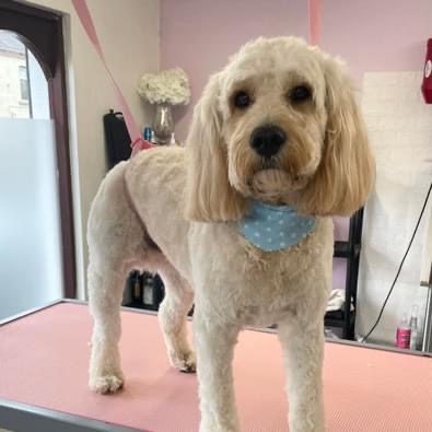 Puppy Love Dog Parlour