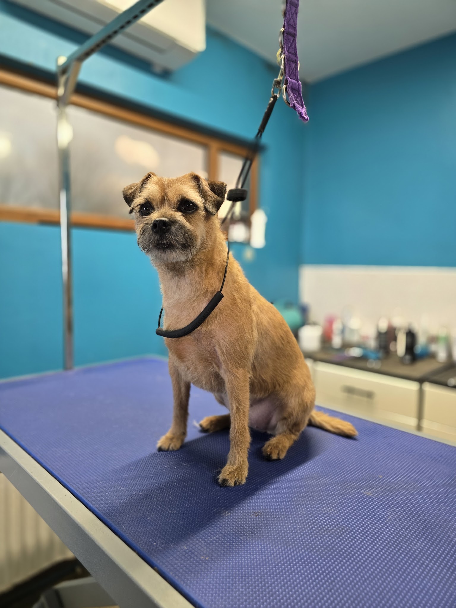 Lisburn Dog Groomers - Personal, Professional Care for your Dog