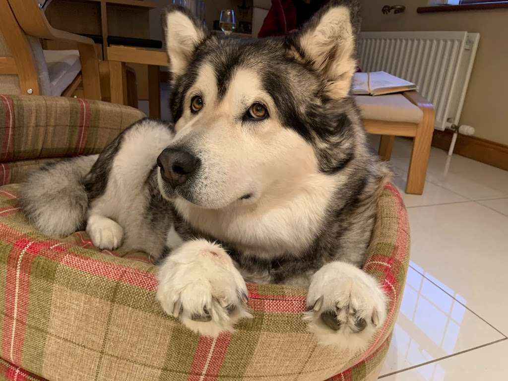 Paws Doggy Daycare Lisburn