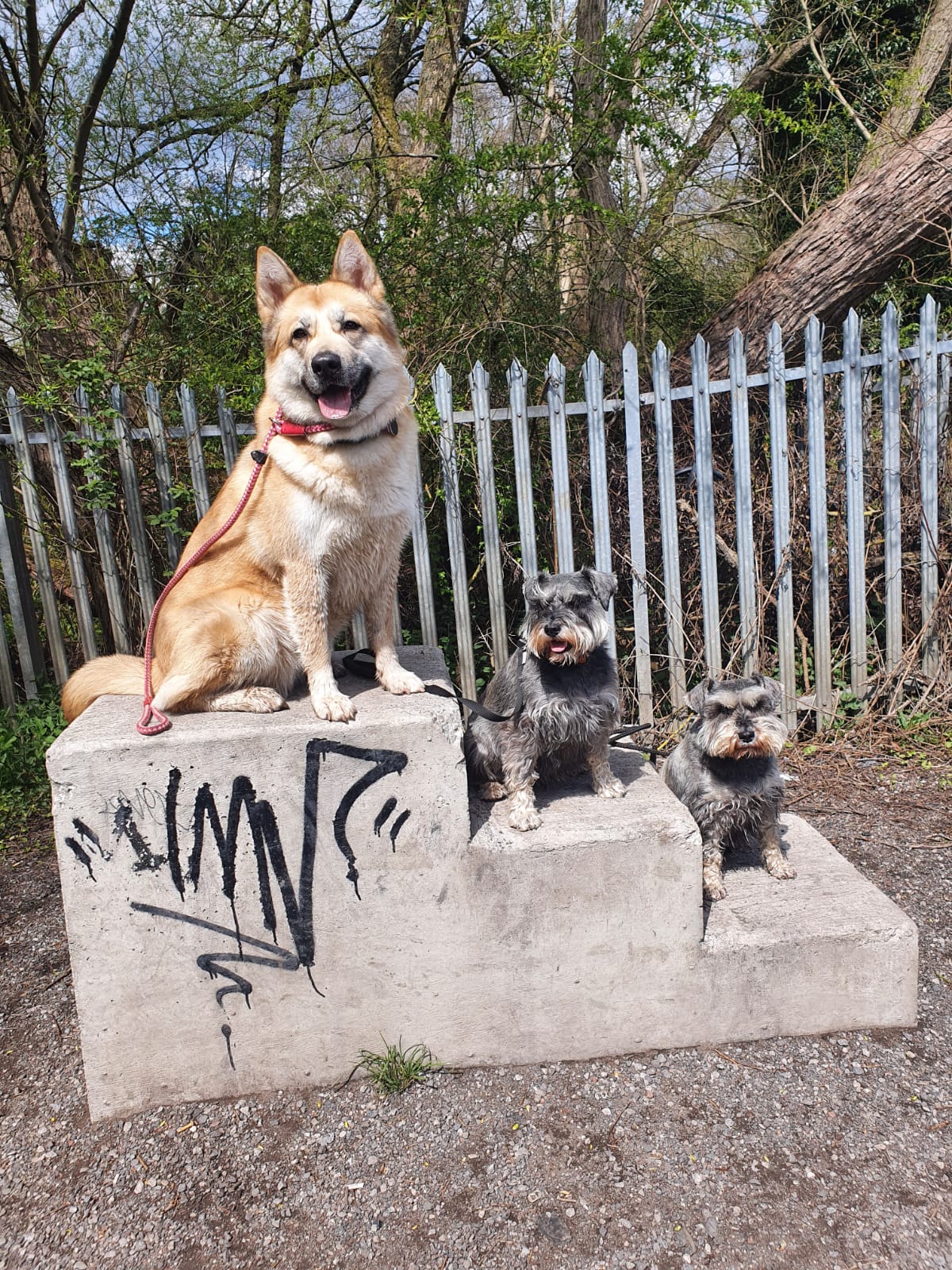 Second Nature K9