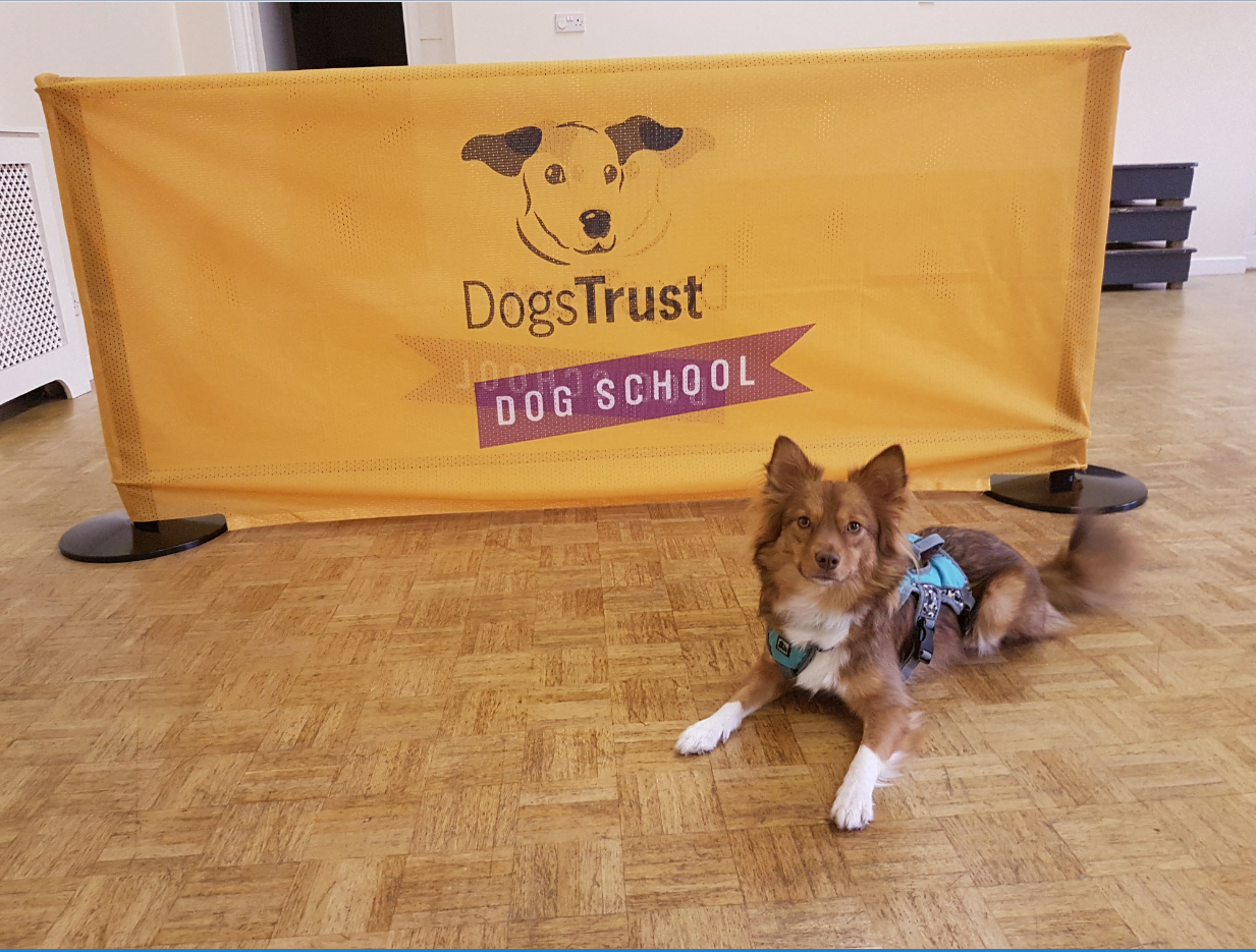 Dogs Trust Behaviour Services - Belfast