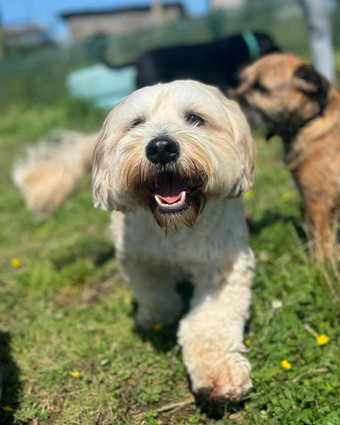 Good Dog Academy NI