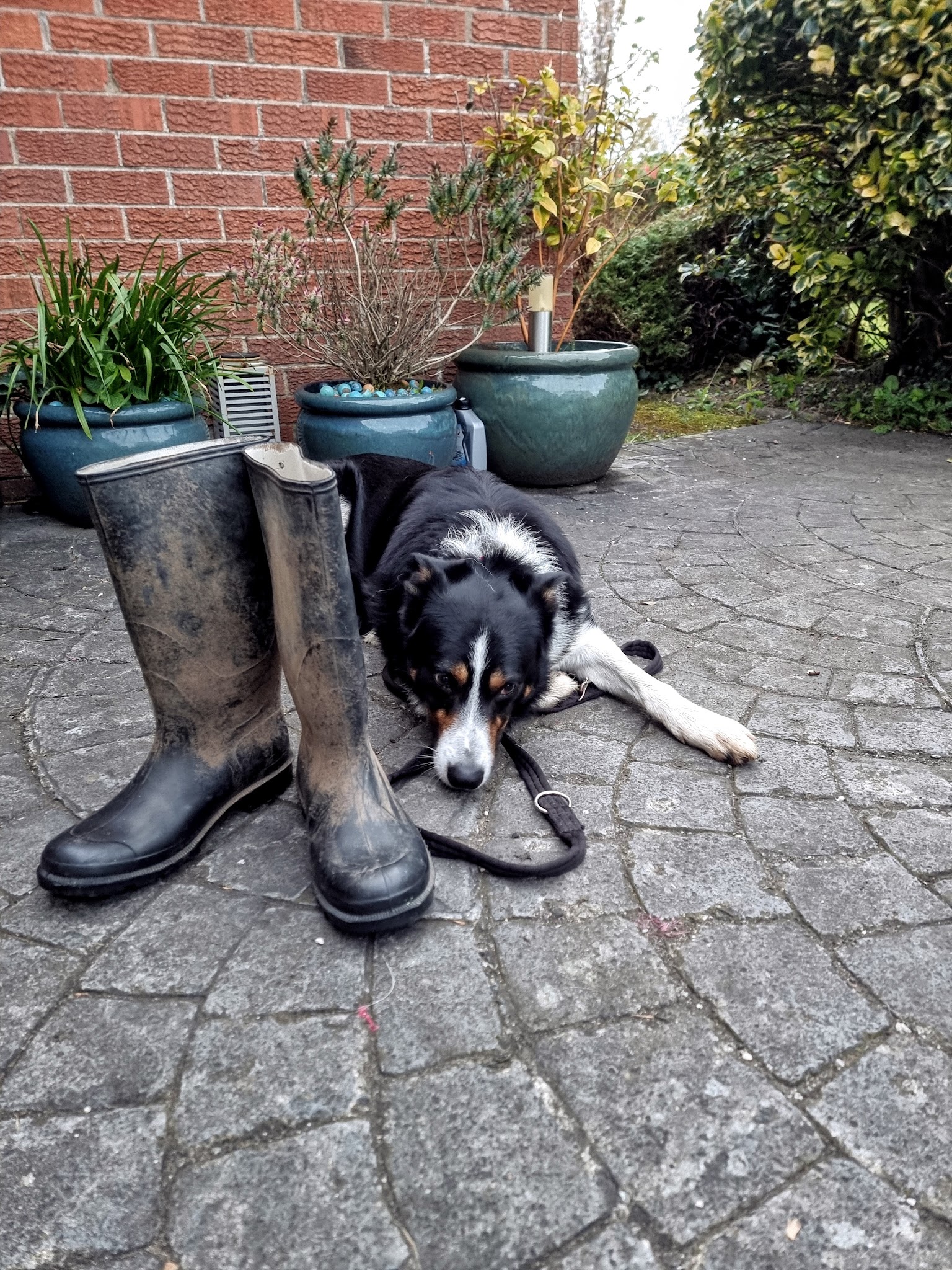 Robin Bates Dog Training Services NI