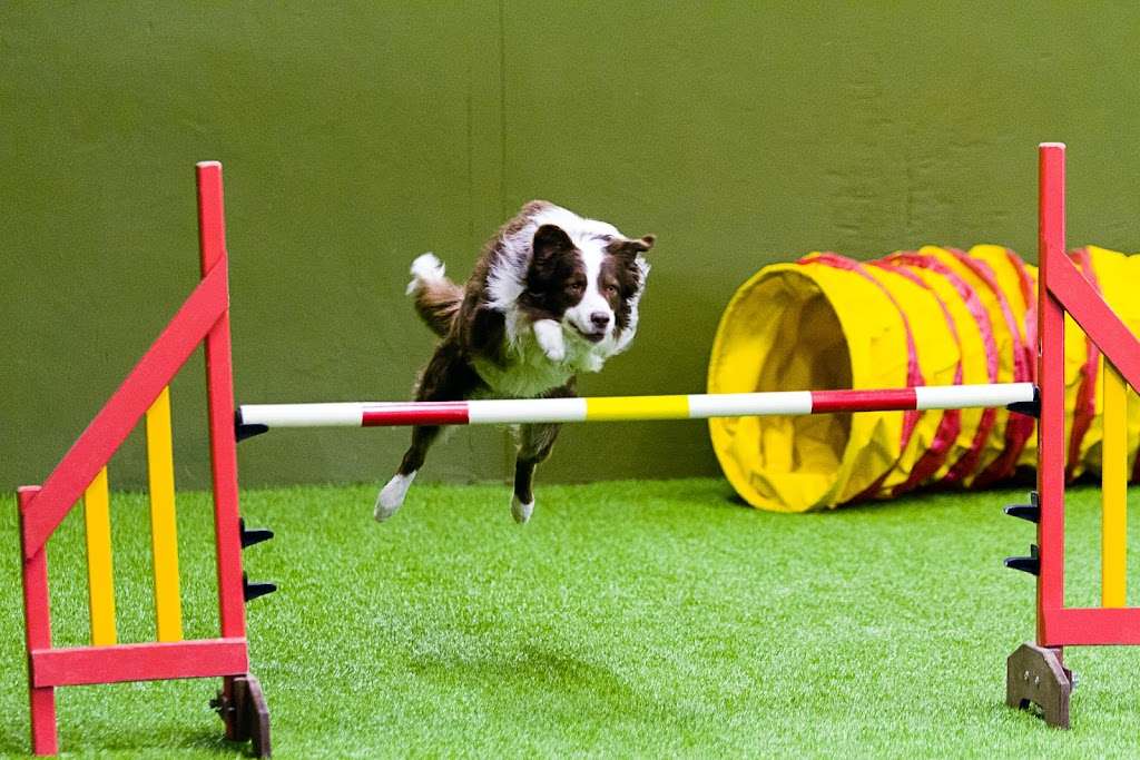 Glen-Craig Canine Training