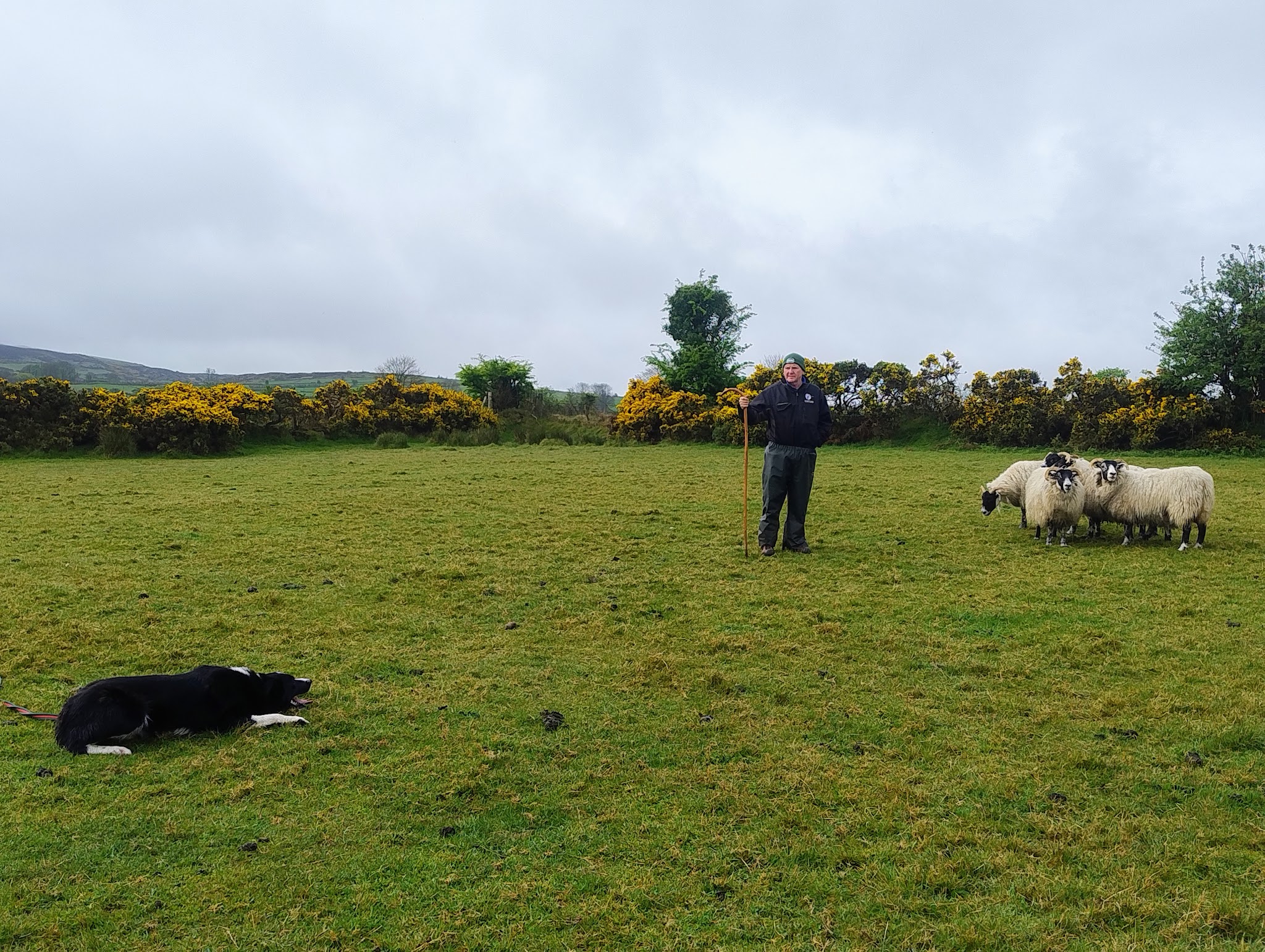 Oaks & Co Dog Training