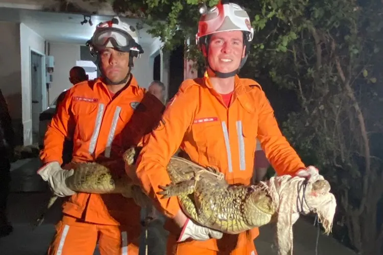 Bombeiros resgatam jacaré em jardim de residência em Guanambi