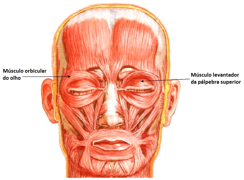 Músculo orbicular do olho, músculo levantador da pálpebra superior.
