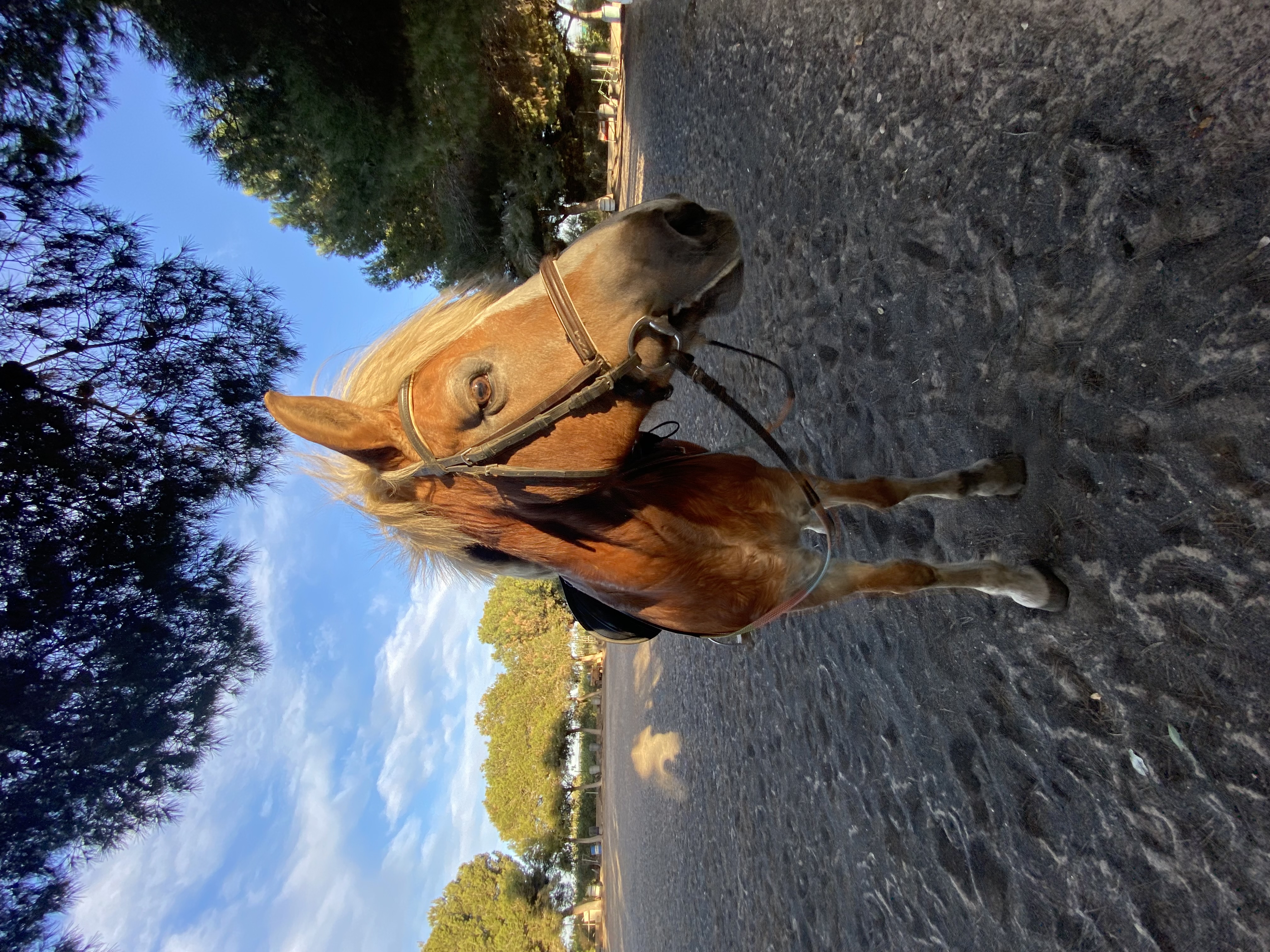 Пони клуб в Сан Бруно  meeting main image