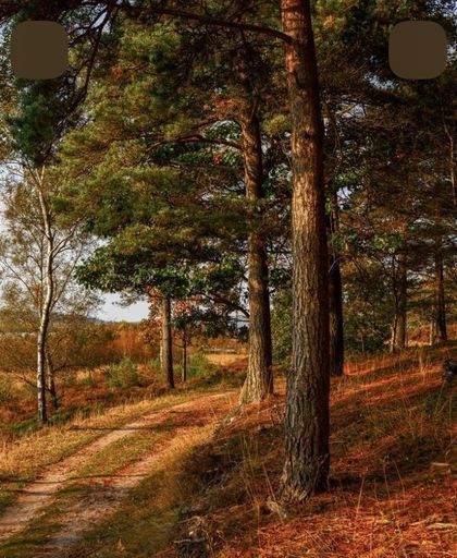 В лес с детьми или без meeting main image