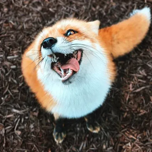 User Лисичка  avatar