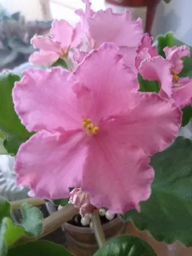 User Maryana  avatar