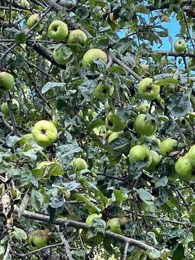 Прогулки в Яблоневом саду Рафиева Минск meeting main image