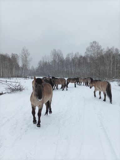 Animals watching meeting main image
